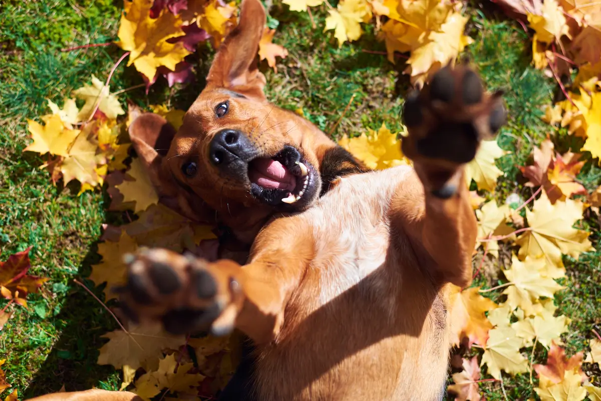 Should You Allow Pets in Your Rental Property? A Smarter Look at the Real Numbers